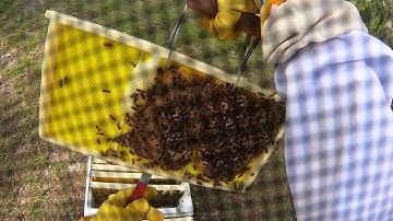 Removing Faulty Beehive Comb Frames Stuck Together