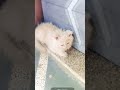 masum miku#cat#viral#shorts #explore#love#shortsviral #cute#kitten #like#funny #explorefeed #follow