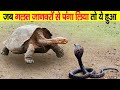 जब गलत जानवरों से पंगा लेते हैं तो कुछ ऐसा होता है। Animals Messed With The WRONG Opponent