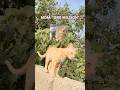 #cat #funny #pets #shorts