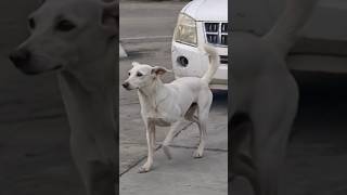 Sleep #yoga #relax #healing #sleep #stretch #chill #core #pranayama#strength#dog