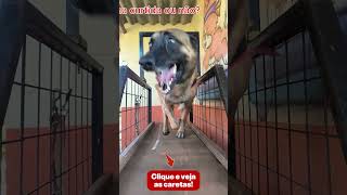 Evolução do Aston: Foco e velocidade no treino!🐕