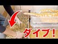 ケージの掃除中にダイブしてくる蛇がかわいすぎた