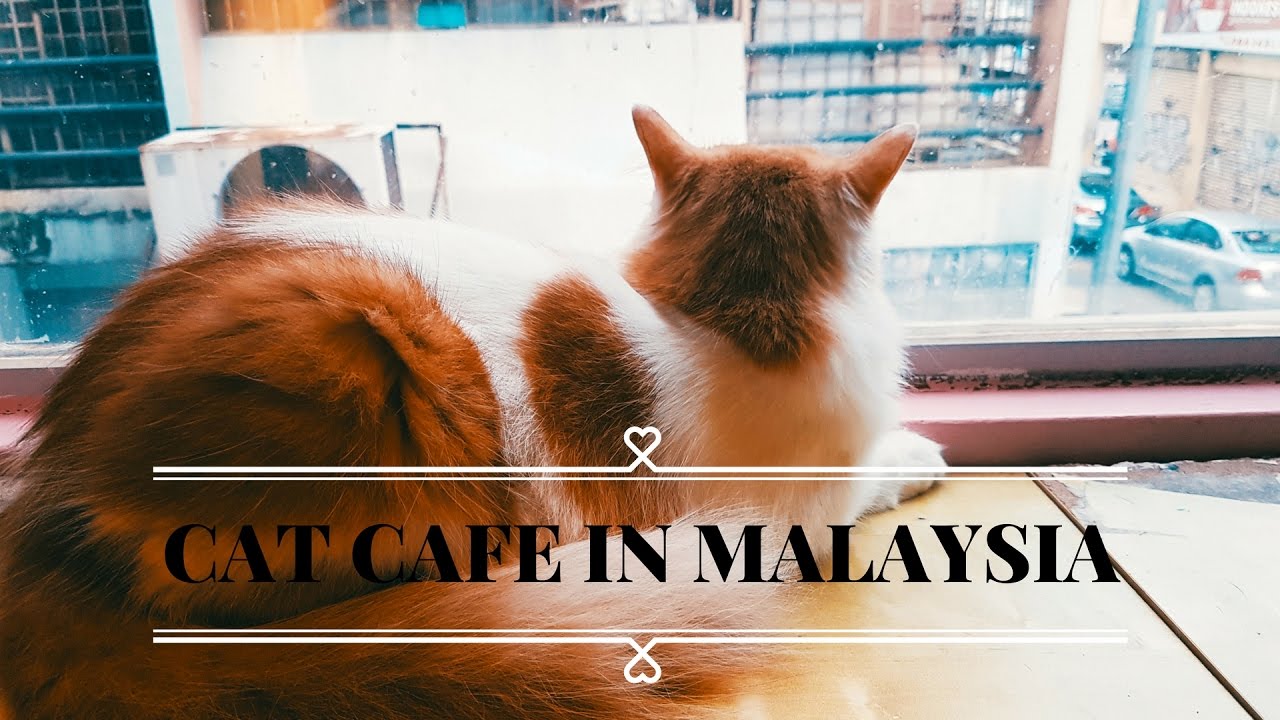 Cat Cafe Malaysia | Kopicat Cafe - YouTube