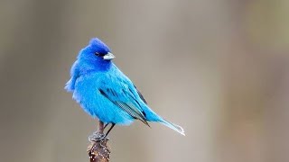 Indigo bunting