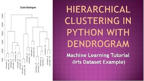 Hierarchical Clustering in Python with Dendrogram | Machine Learning Tutorial (Iris Dataset Example)