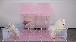Make a simple house for dogs - Faça uma casinha simples para cachorros by MR PET FAMILY 3,200 views 1 month ago 10 minutes, 13 seconds
