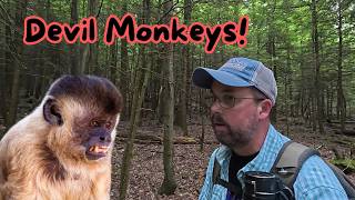 Devil Monkeys ~ Bigfoot's Vicious Little Cousin