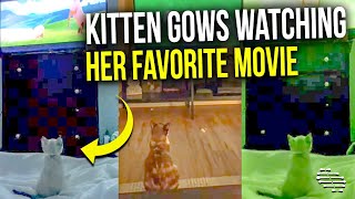 Kitten Watching Her Favorite Movie Then Years Later Watching It Eagerly Again