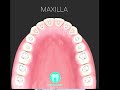 Part- 3 of anatomy of pulp cavity and access preparation 🦷