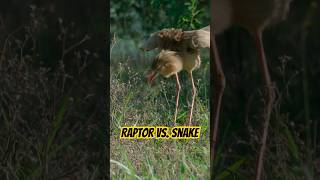 One wrong move… and it’s over. #naturepbs #wildlife #animals #hunt #raptor
Raptors: A Fistful of Daggers: Meet the Family premiered on April 10, 2024.
Please LIKE and SUBSCRIBE if you enjoyed it! http://bit.ly/1Adl6ht
For full NATURE episodes, check out http://www.pbs.org/wnet/nature/episod...
Facebook: https://www.facebook.com/PBSNature
Twitter: https://twitter.com/PBSNature
TikTok: https://www.tiktok.com/@pbsnature
Instagram: https://www.instagram.com/pbsnature/ One wrong move… and it’s over. #naturepbs #wildlife #animals #hunt #raptor