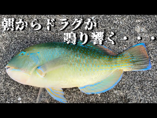 こんしゅ今週限定値下げ！ピトン、タマン、打ち込み、まくぶマクブ タマン狙いにはこのセット！ Friday タマン 500-10＆PROMARINE BRT6000