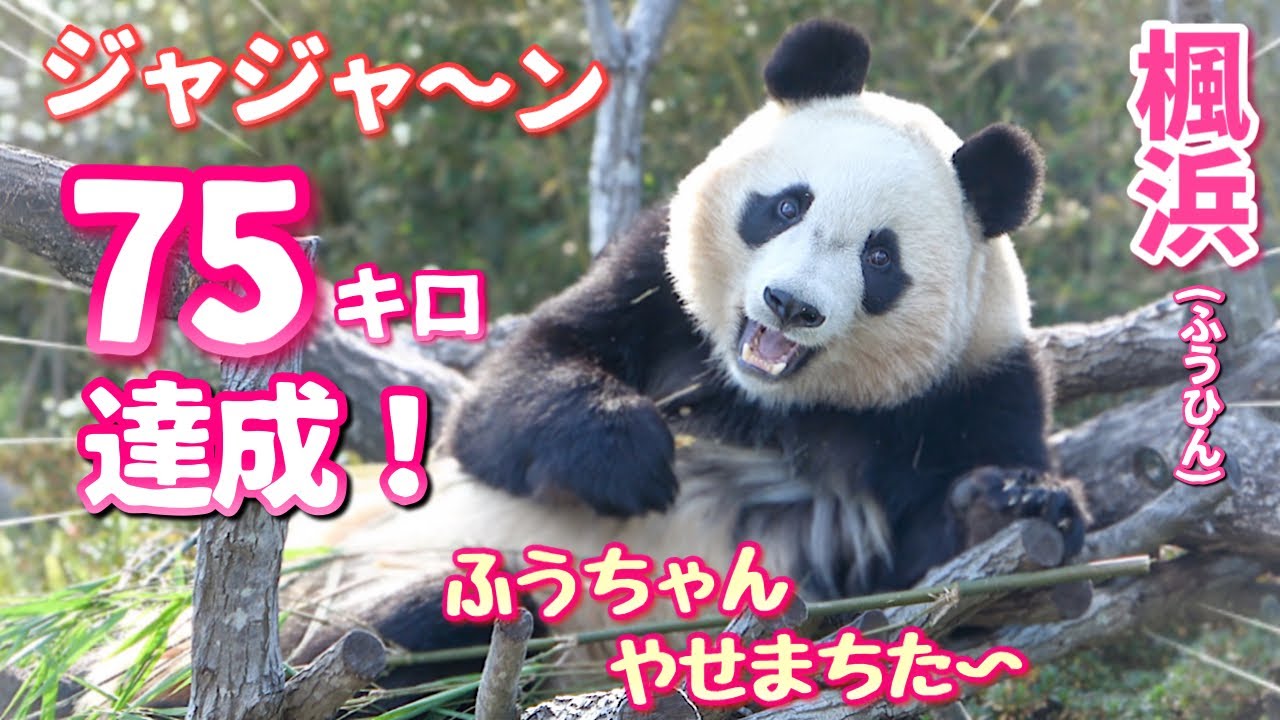 パンダ maxresdefault.jpg