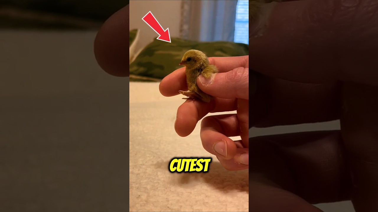 Крошечные создания, которые слишком милые, чтобы быть реальными! 😍🤏