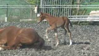 Dressagefoal Damon Hill X Fidermark