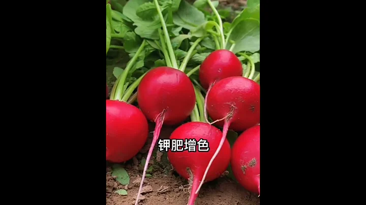 不能錯過的《種菜施肥口訣》記好用好, 後院吃不完的菜！↘️家庭菜園有機種植 - 天天要聞