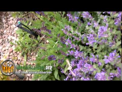 White-lined Sphinx Moth