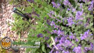 White-lined Sphinx Moth