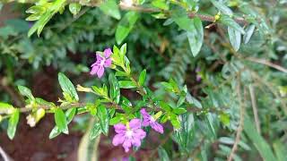 Album yaya Nadila cinta Luar Biasa cinta Dari Seberang bahtera Mahligai Cinta