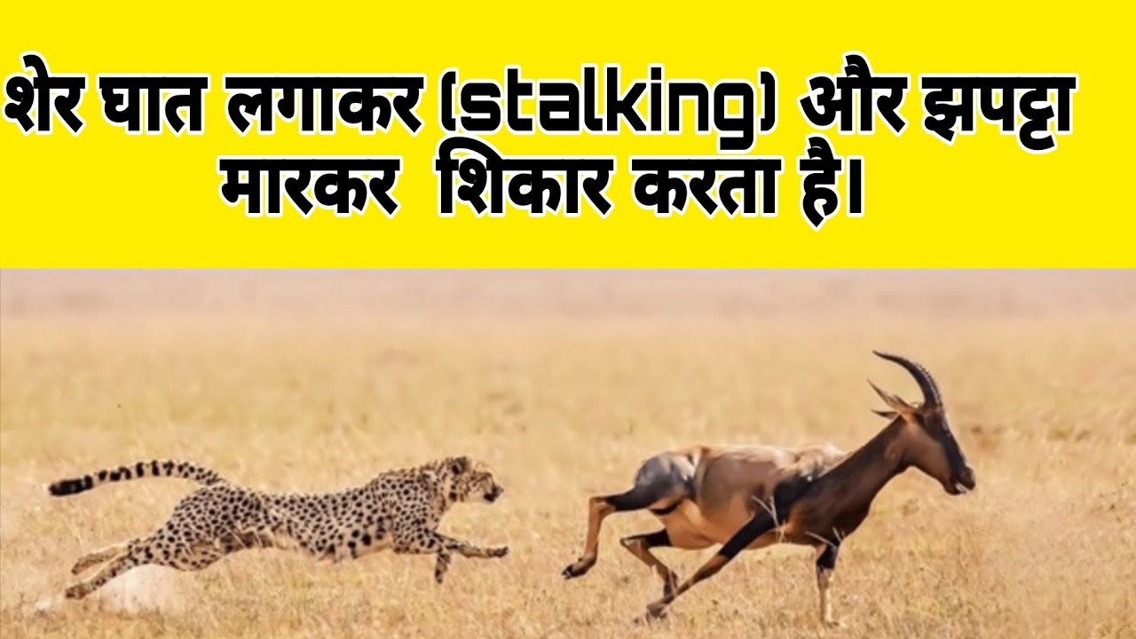 शेर घात लगाकर (stalking) और झपट्टा मारकर (pouncing) शिकार करता है।
