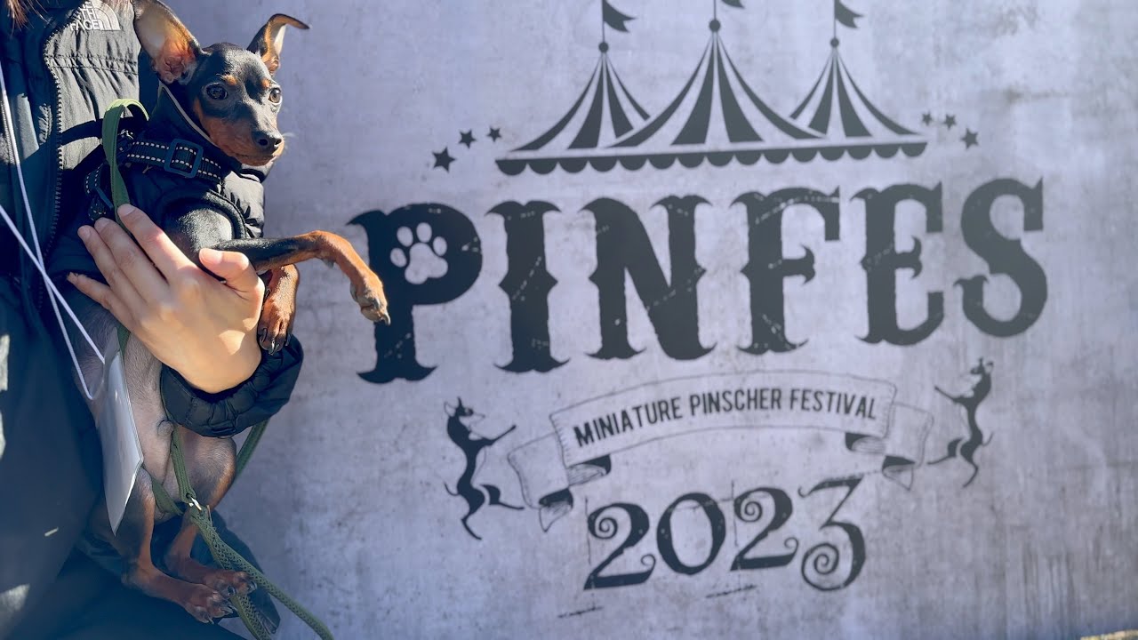 【ピンフェス2023】生後5ヶ月の愛犬と初参加Vlog　[PINFES  2023] First Vlog with my 5 month old dog