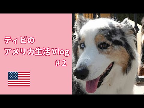 Vlog #2 ~ティビの意味【Australian Shepherd】オーストラリアンシェパード