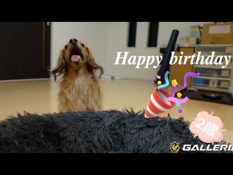 蛇足さんの愛犬 あうるくん お誕生日お祝い動画