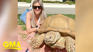This is what it's like to have a tortoise as a pet l GMA