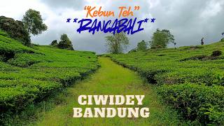 Santai Sejenak Menikmati Hamparan Permadani Hijau Kebun Teh Ciwidey Bandung