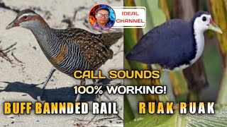 Tunog ng dalawang tikling / Buff banded rail \u0026 ruak ruak / ( ideal Channel mix vlog )