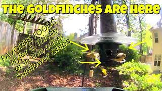 Did You Know? What do Goldfinches Eat