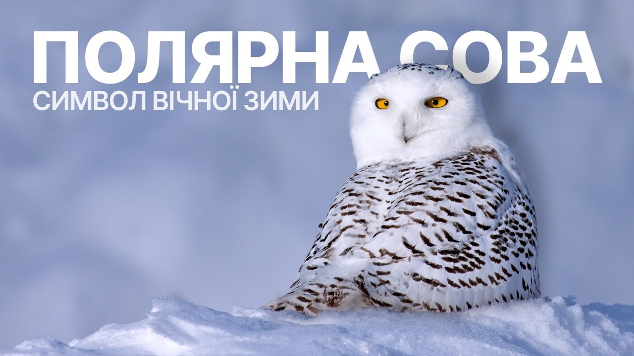 Білий фантом Арктики