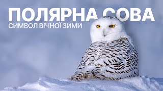Білий фантом Арктики