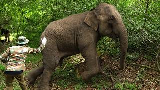 Can They Save Him? Elephant with Hidden Bullet Wounds Battles Life Threatening Infection