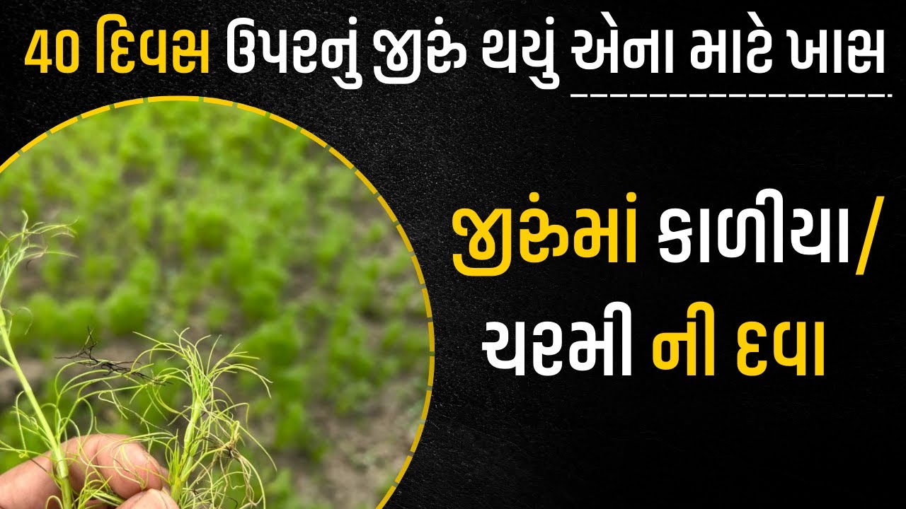 40 દિવસ થી ઉપરના જીરું માં કાળીયા ચરમી ની માવજત । Jiru @KhedutPathshala