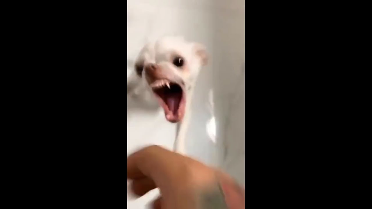 Crazy Chihuahua | mreviatar Tiktok Angry Dogs #Shorts