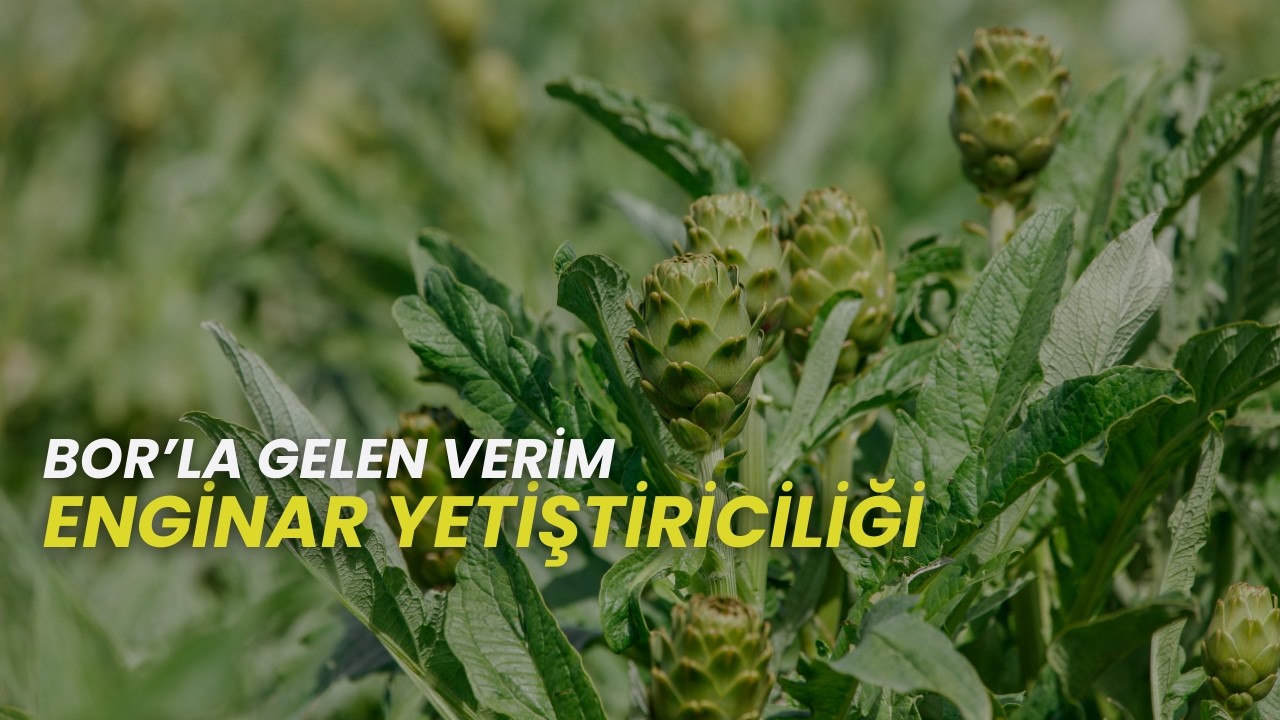 ENGİNAR YETİŞTİRİCİLİĞİ I BOR'LA GELEN VERİM