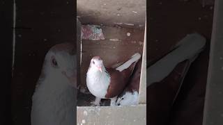 pigeon shooting video
