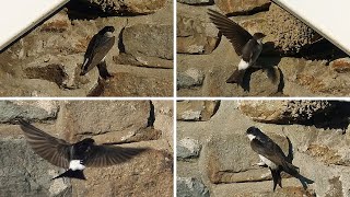 20 Fascinating Facts About the The House Martin