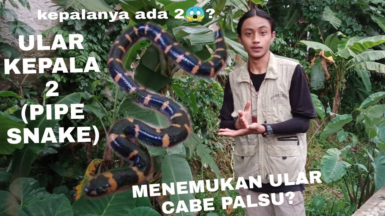 MENGENAL LEBIH JAUH PIPE SNAKE/ULAR KEPALA DUA (ular cabe palsu)