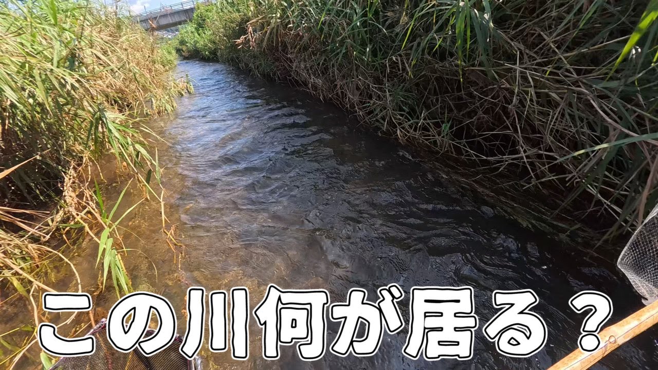 静岡東部の河川調査するお話【依頼があったのでガサガサ】