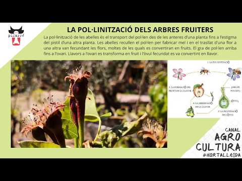 Vídeo: Peònia D’arbre. Propagació Per Esqueixos De Tija