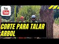 Como hacer corte para talar árbol