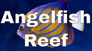 Angelfish Reef Introduction | Waterbox Aquariums Reef LX 270.6  Part 1