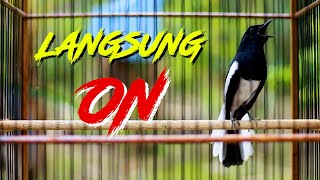 BESETAN KACER GACOR, PANCINGAN AMPUH BIKIN LAWAN EMOSI