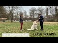 Leash Training A Great Pyrenees