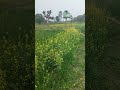 mera khet