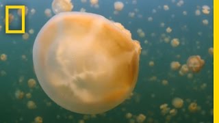 Our Incredible Ocean: Now Is the Time to Protect It | National Geographic