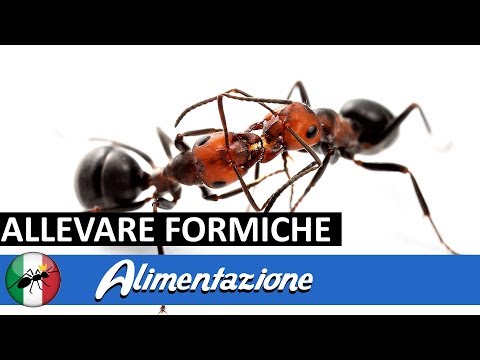 Video: Potresti mangiare le formiche?