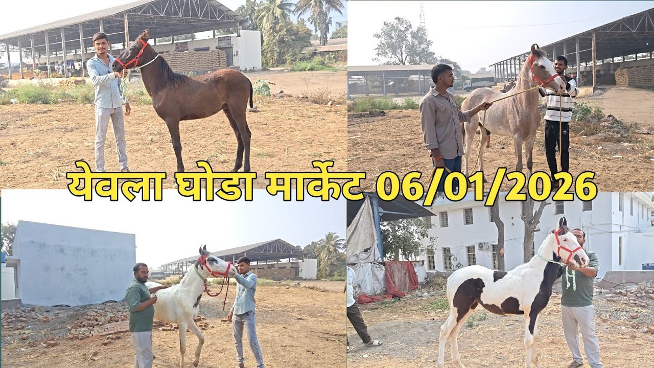 येवला घोडा मार्केट ममंगलवार 06/01/2026